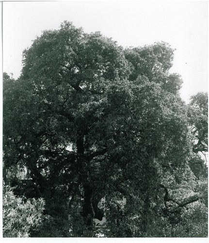 Ashbourne/Chelton Tree, CHC Landmark #12