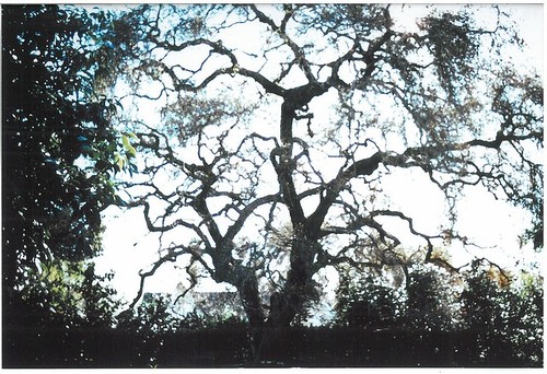 1975 Slide Show: Cultural Landmarks of South Pasadena: Clokey Oak (Hybrid Oak) Bare