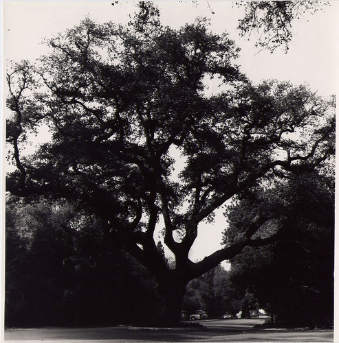 Large Oak Tree Growing on Chelten Way