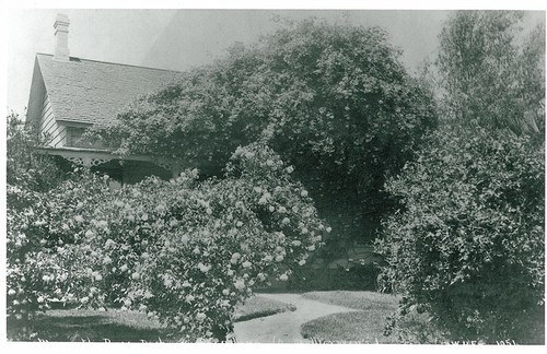 Roof Poking Up from Home Obscured by Rose Bush