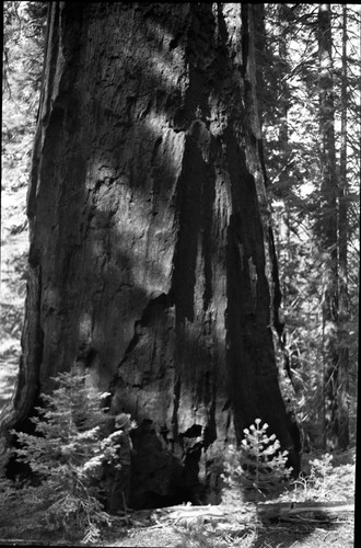 Redwood Mountain Grove, Giant Sequoia