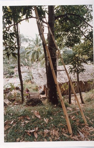 Bamboo ladder used here for collecting coconuts