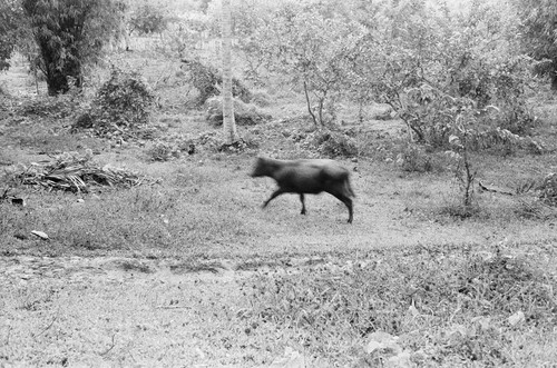 Cow in the bush