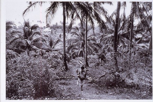 Return from jungle garden