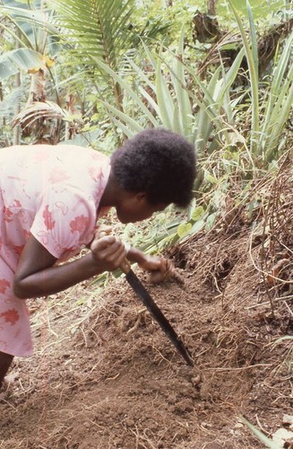 Jill harvesting white sweet potatoes