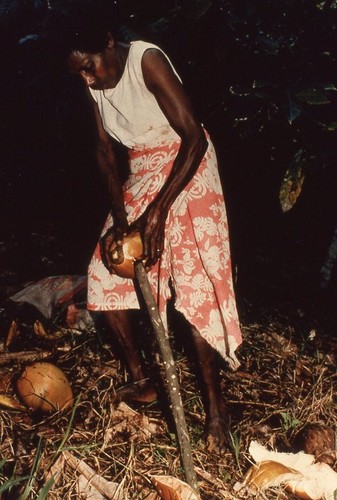 Husking coconuts in the bush