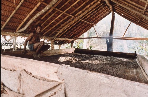 Cacao curing shed Lorlow