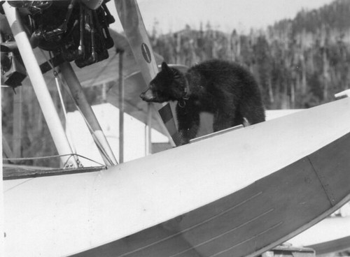 John torigian collection image Alaskan Bear