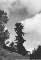 Dipsea Race-Tree on Trail circa 1931