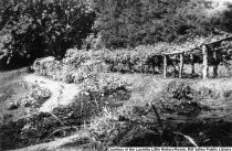 Berry Patch in Amphitheater Area on Stolte Grove, 1935