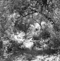 Steep Ravine, near former site of Thaddeus & Ludmilla Welch's cabin, circa 1976