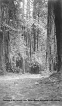 Trail and trees in Muir Woods, 1920