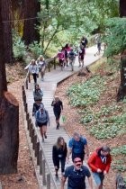 Dipsea Breast Cancer Hike, 2021