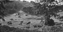 Future site of the Mill Valley Golf Club, 1919