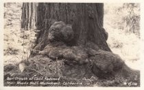 Burl Growth at the Base of a Calif Redwood