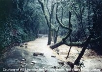 Flood of January 4, 1982 along West Blithedale Avenue