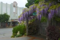 Sequoia Theatre and Outdoor Art Club, 2017