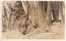 Burl Growth of California Redwood