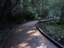 Muir Woods wooden walkway, 2019
