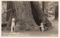 Hollow Redwood Tree