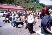 Dogs and dog walkers in the Memorial Day Parade, 2002