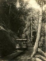 Gravity car on its way to Muir Woods, 1896-1927