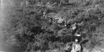 A large group of hikers from the California Alpine Hiking Club walks up a trail, 1923