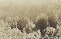 In Camp Tamalpais, Homestead Valley, 1918