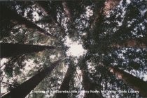 Trees in Muir Woods, date unknown