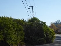 PG&E power line just missed being taken out by downed tree, 2019