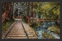 2109 - In the Redwoods, Mt. Tamalpais Railway, California