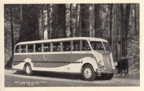 Gray Line Bus and Big Trees