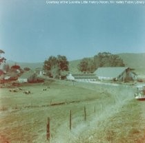 Little Reed Ranch, Tiburon, circa 1949