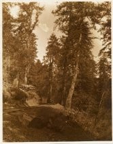 Mount Tamalpais and Muir Woods Railroad tracks, date unknown