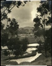 Tamalpais High School view from marsh, circa 1936