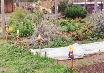 Mill Valley Children's Garden Kindergarten pre-raised beds, 1990-1994