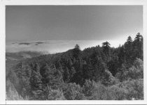 View of wooded hillside looking towards Bolinas, date unknown