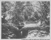 Tree Grove with Bridge in Homestead Valley, date unknown
