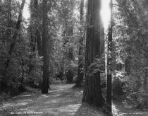 In Muir Woods, No. 14 MA, circa early 1900s