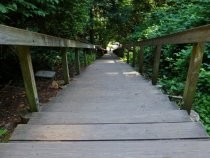 Dipsea Trail stairway, 2013