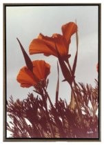 Color photograph of two California Poppies