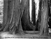 Redwood trees in Muir Woods, date unknown