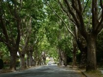 Sycamore Avenue tree canopy, 2016