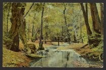 Creek in Muir Woods, Mt. Tamalpais, California