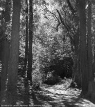 West Blithedale Avenue, Blithedale Park area, circa 1930