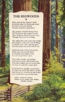 The Redwoods