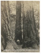 Man in front of a tree, Muir Woods, circa 1908