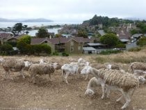 Golden Gate Baptist Theological Seminary hillside maintenance, 2012