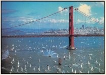 Boats Around the Golden Gate