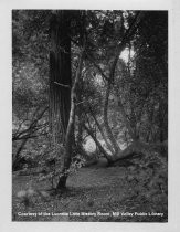 Trees and Trail in Muir Woods, circa 1914-20